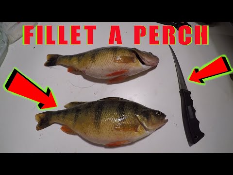 How To Fillet Clean A PERCH / EASY And BEST Way To Do It! / QUICK And EASY
