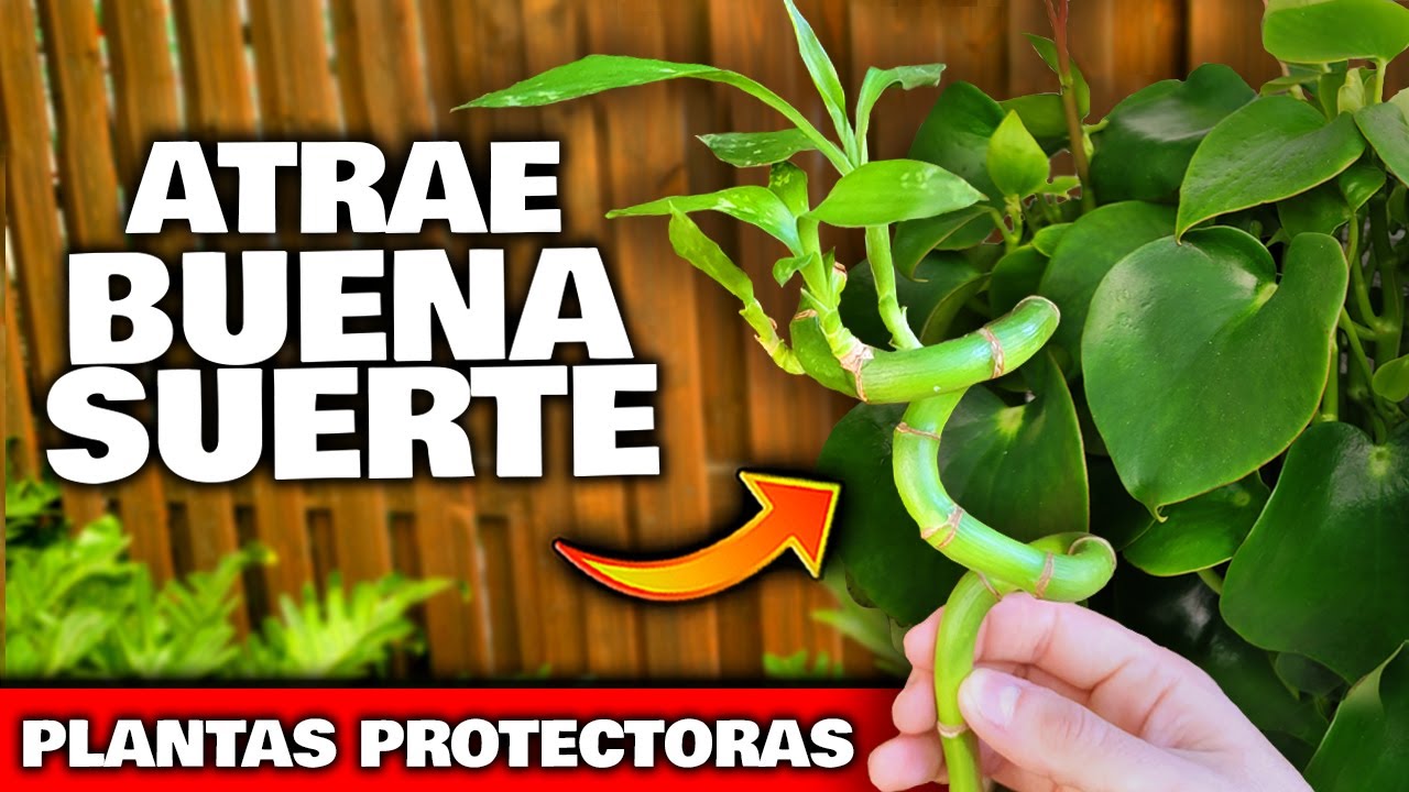 6 PLANTAS que ATRAEN la BUENA SUERTE y el DINERO según el FENG SHUI | Cómo usar y cultivar en jardín