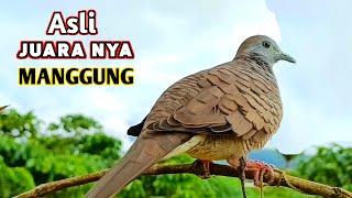 Download lagu Suara Burung Perkutut Lokal Manggung Mengundang Lawan Agar Bunyi mp3