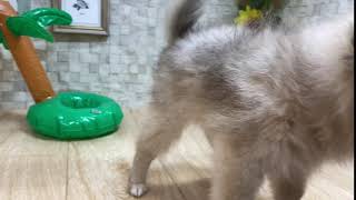 ハーフ犬の動画01