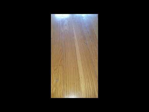 Leftover Apple Attracts Ants in Sea Girt, NJ