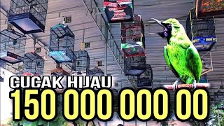 Download lagu SIMULASI LOMBA cucak ijo FULL MATERI TEMBAKAN PANJANG || audio lapangan lomba burung mp3 Download lagu SIMULASI LOMBA cucak ijo FULL MATERI TEMBAKAN PANJANG || audio lapangan lomba burung mp3
