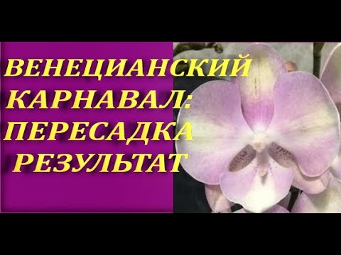 ПЕРЕСАДКА,результат:ОРХИДЕЯ Phal."Venetian Carnival" (фаленопсис "Венецианский Карнавал,биглип).