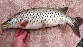 Ловля рыбы на хапугу летом