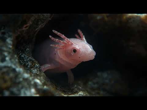Postojna Cave, Slovenia – Vast Underground Cave System