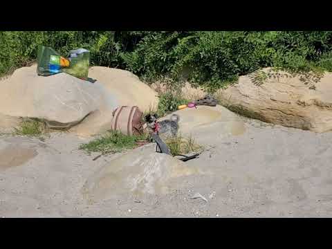 Jina's first ever day on the beach ⛱️