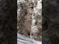 benny hill vs the ants