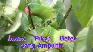 Download lagu Suara Pemikat burung Betet Terbaru Super ampuh mp3 Download lagu Suara Pemikat burung Betet Terbaru Super ampuh mp3
