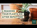 Top 5 repotting mistakes - why people killed their plants after repotting