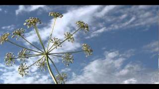 John Duncan, Mika Vainio & Ilpo Väisänen -- Scratch Ring