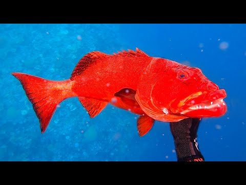 Spearfishing Fiji Reef and Goodbye to my Island- Day 3