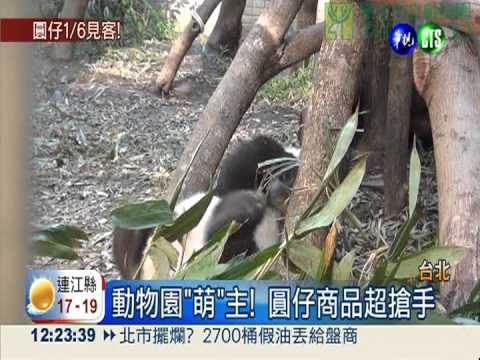 眾所期待! 圓仔1月6日正式見客