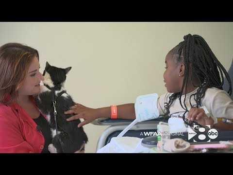 This therapy cat is raising spirits at a Dallas pediatric hospital