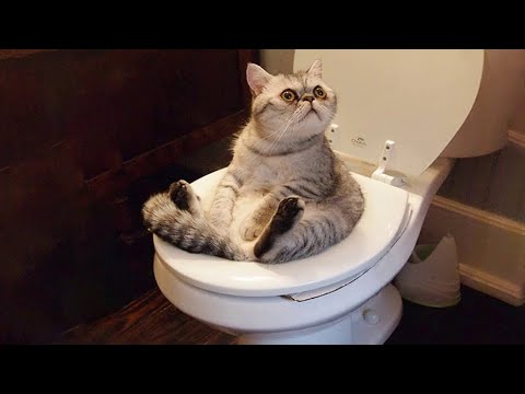 1 HOUR Funny Moments of Cats | Funny Video Compilation - New Funny Cats Moments 😸