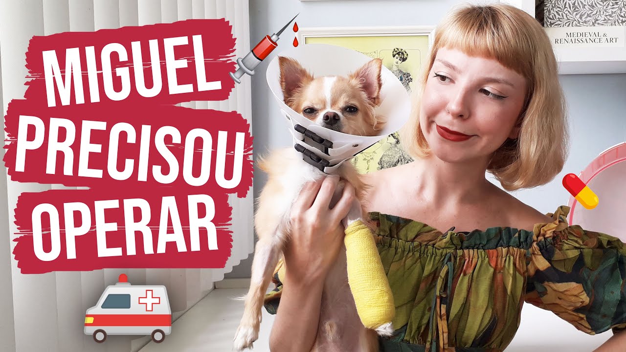 Meu cachorro quebrou a pata | Como é o tratamento!