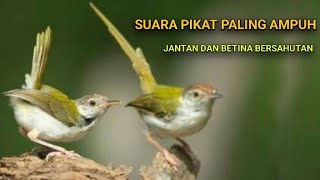 Download lagu SUARA PIKAT PRENJAK CONG/PRENJAK LUMUT TERBARU PALING AMPUH mp3 Download lagu SUARA PIKAT PRENJAK CONG/PRENJAK LUMUT TERBARU PALING AMPUH mp3