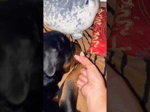 Heart for Sugar #shorts #trending #video #viral #reels #pets #animals