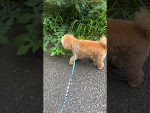 経営学科 背の高い草が気になるトイプードル11ヶ月 #トイプードル #puppy　#toypoodle