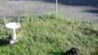 dinner by the bird bath...well waitin for dinner.