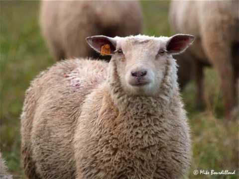 EL GAOULI -Petit mouton [Prod:El gaouli]
