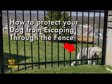 Solution to Dog Escaping through Fence