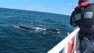 Scientists ride tourism wave during whale season in Patagonia