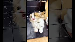 funny cat #funny #funnyvideo #cat #cute #comedy #fyp #catvideos #catshorts #fypシ #cats #ytshorts #yt