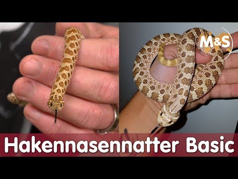 Westliche Hakennasennatter | Basic | Reptil TV