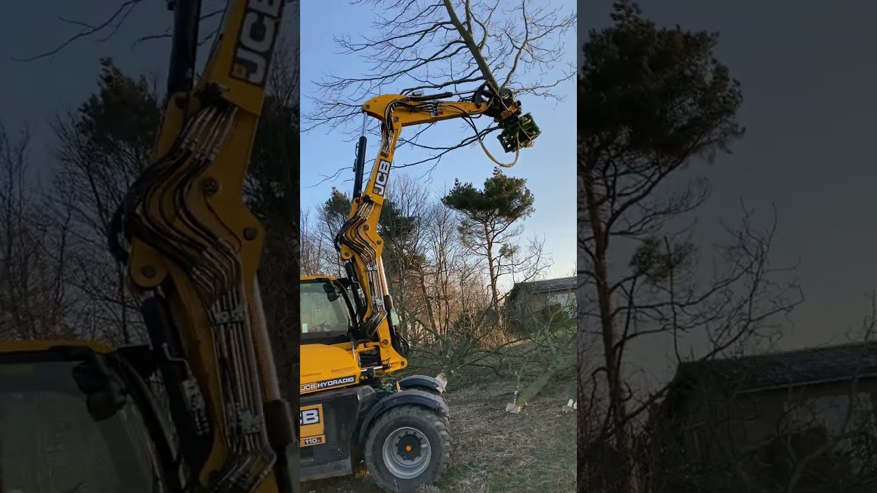 Træfældning med JCB Hydradig