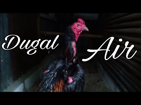 , title : 'DUGAL AIR PADA AYAM'