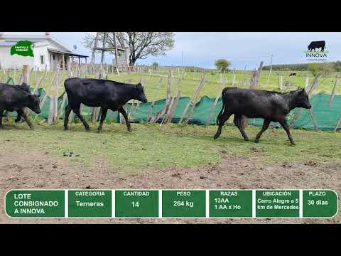 Video del lote L0-000838