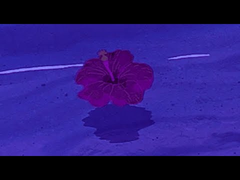 euphor - novo amor【﻿ｓｌｏｗｅｄ　ｘ　ｒｅｖｅｒｂ】