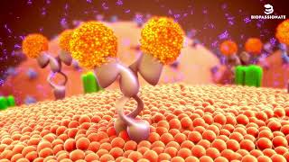 Mechanism of Hormone Action | Class 11 | Chemical Coordination and Integration #ncertbiology  #neet