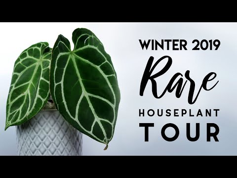 RARE Houseplant Tour Winter 2019!