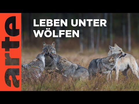 Ein Jahr unter Wölfen | Reupload | ARTE Family