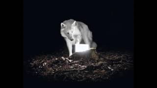 Vanishing Life - The Realist