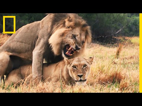 Séquence séduction entre lions