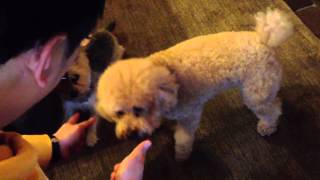 Two Dogs Play Dead learning!