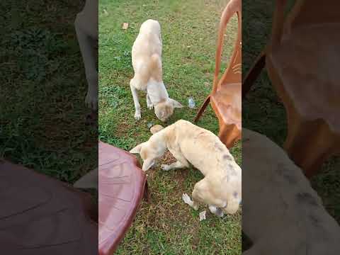 Love 💞 Doggie                           #Shorts