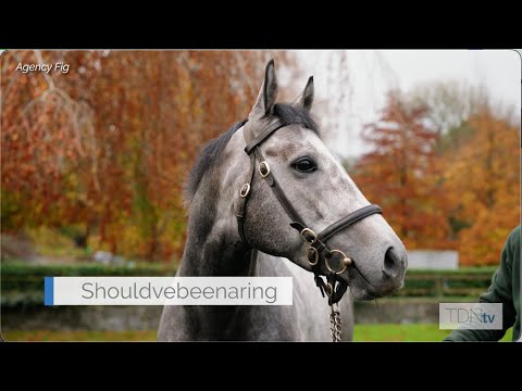 Shouldvebeenaring First Son of Havana Grey to Stand in Ireland