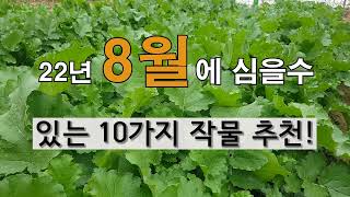 8월에 심을 수 있는 10가지 작물 추천! #주말농장 8월에 텃밭 가꾸기