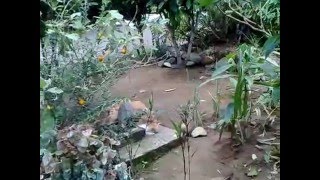 Download lagu gila!!! sex diatas kuburan mp3 Download lagu gila!!! sex diatas kuburan mp3