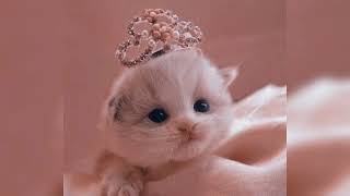 Download lagu cjr - tante linda (sped up) mp3 Download lagu cjr - tante linda (sped up) mp3