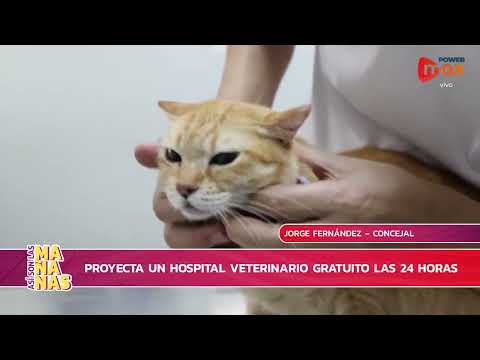 Impulsan un Hospital Público Veterinario en Santa Fe: guardia de urgencias las 24 horas