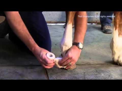 Control Bleeding with Pressure Bandage