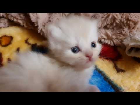 my fairy's 20 days babies .......all 6... | RARA