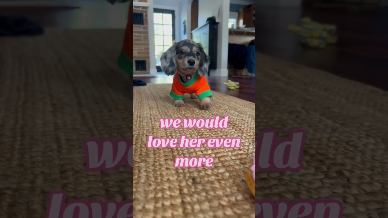 Bringing home an 8 week old mini cream & black long haired dachshund puppy