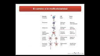 Bases genéticas del desarrollo 1 - Reproductor y desarrollo