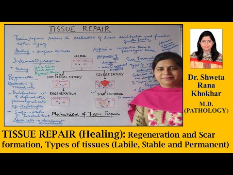 TISSUE REPAIR (Healing): Regeneration & Scar formation | Labile, Stable and Permanent Tissues |