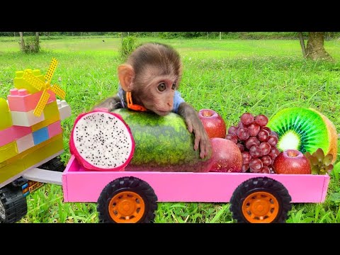 Bebé mono Bim Bim y cachorro cosechan fruta en la granja